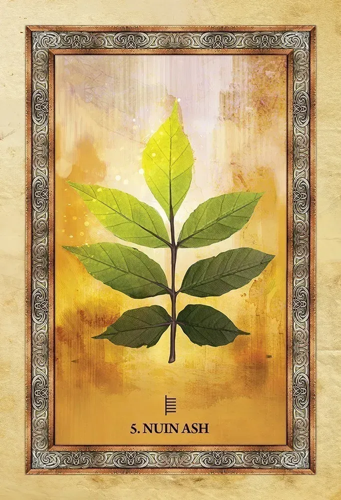 Celtic Tree Oracle Cards